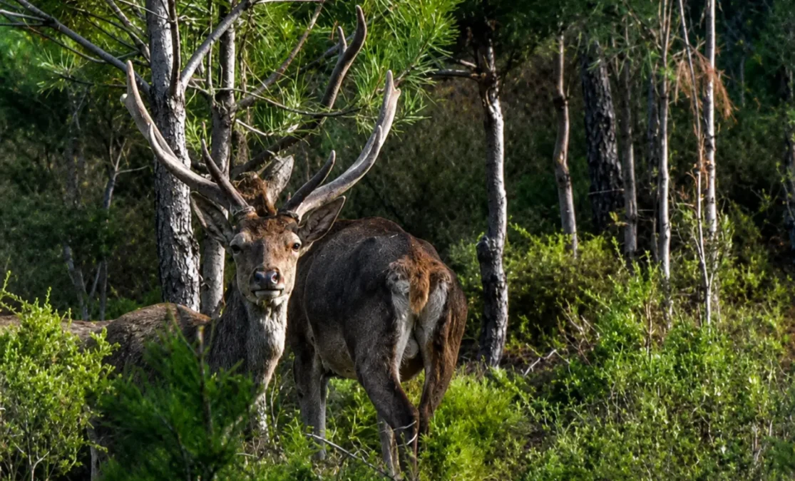 Barbary stag 2
